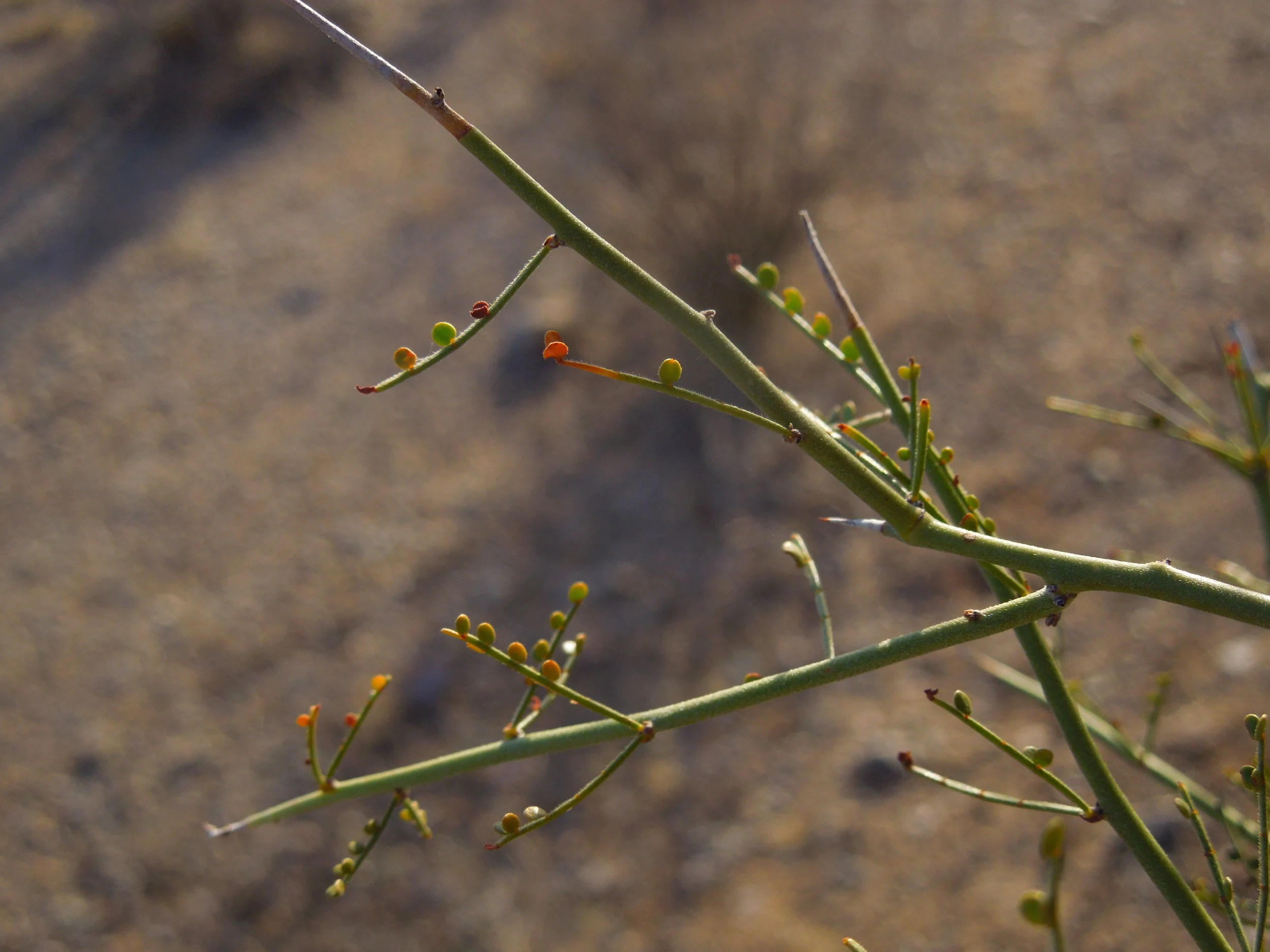 Palo Verde — In Defense of Plants
