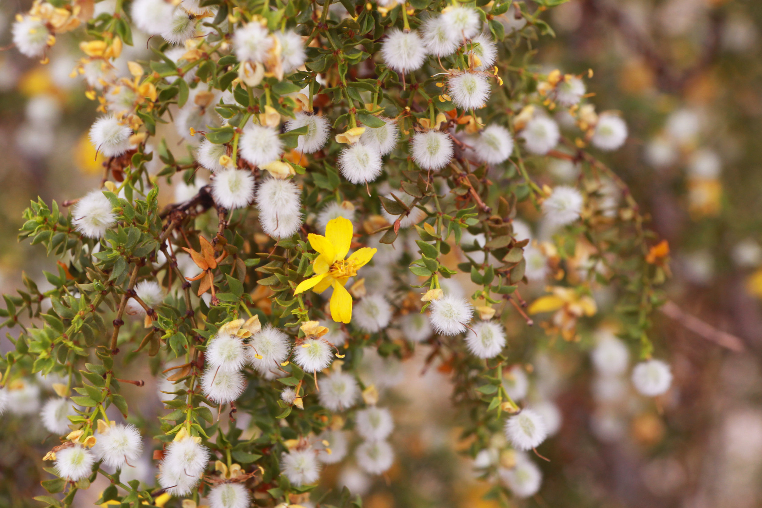 The Wild World Of Creosote Bush