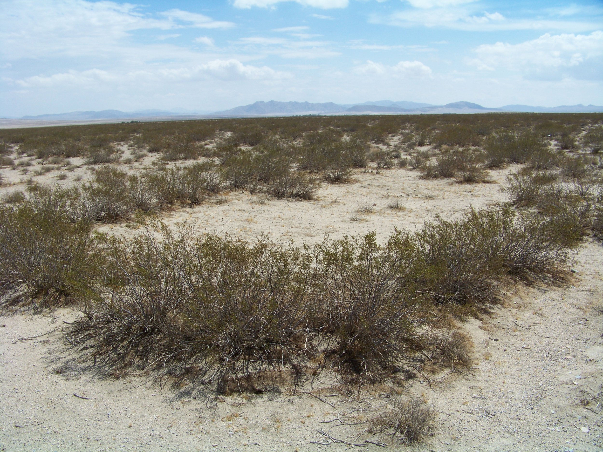 The ring of creosote that is King Clone.