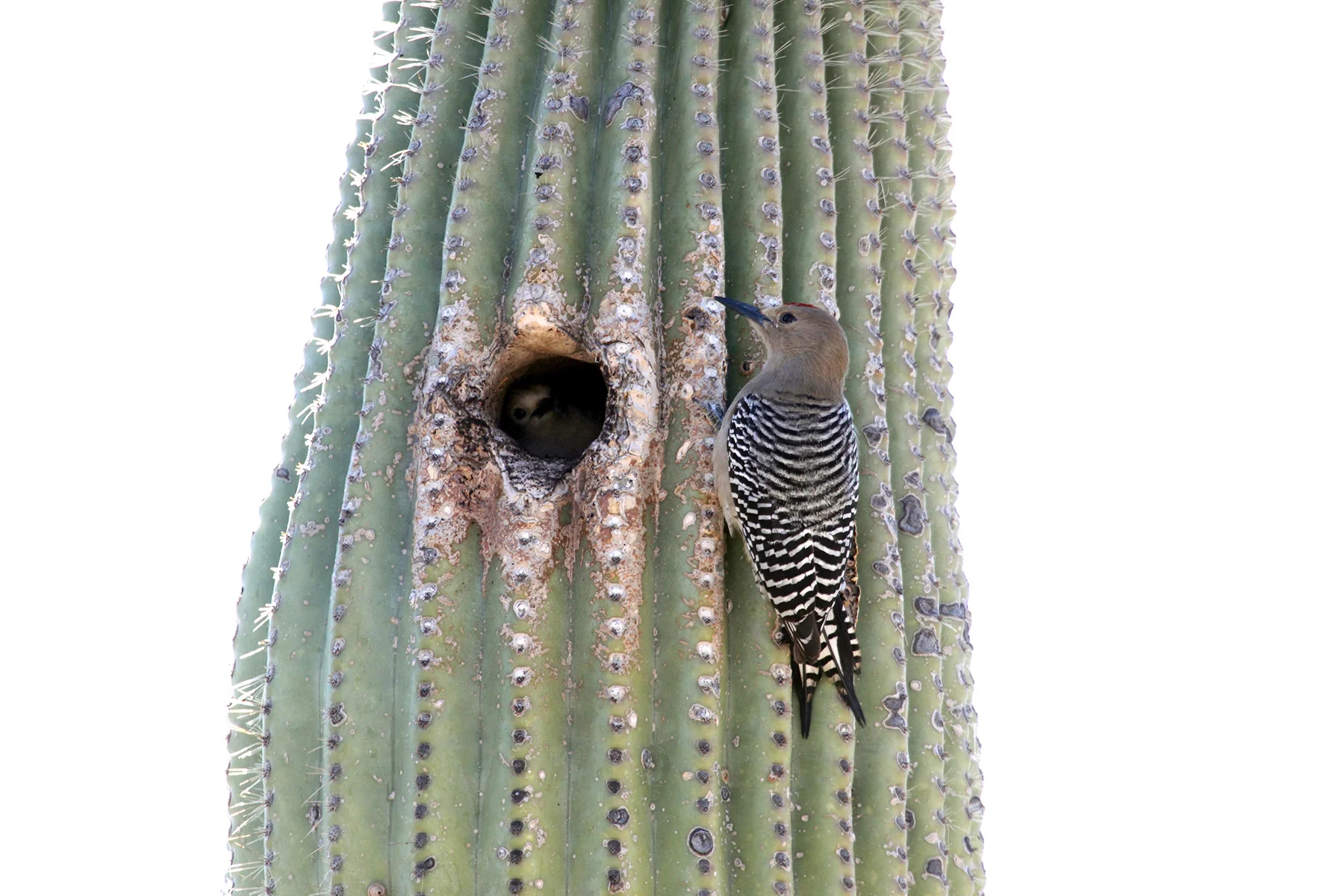 Gila woodpecker with its nesting hole.