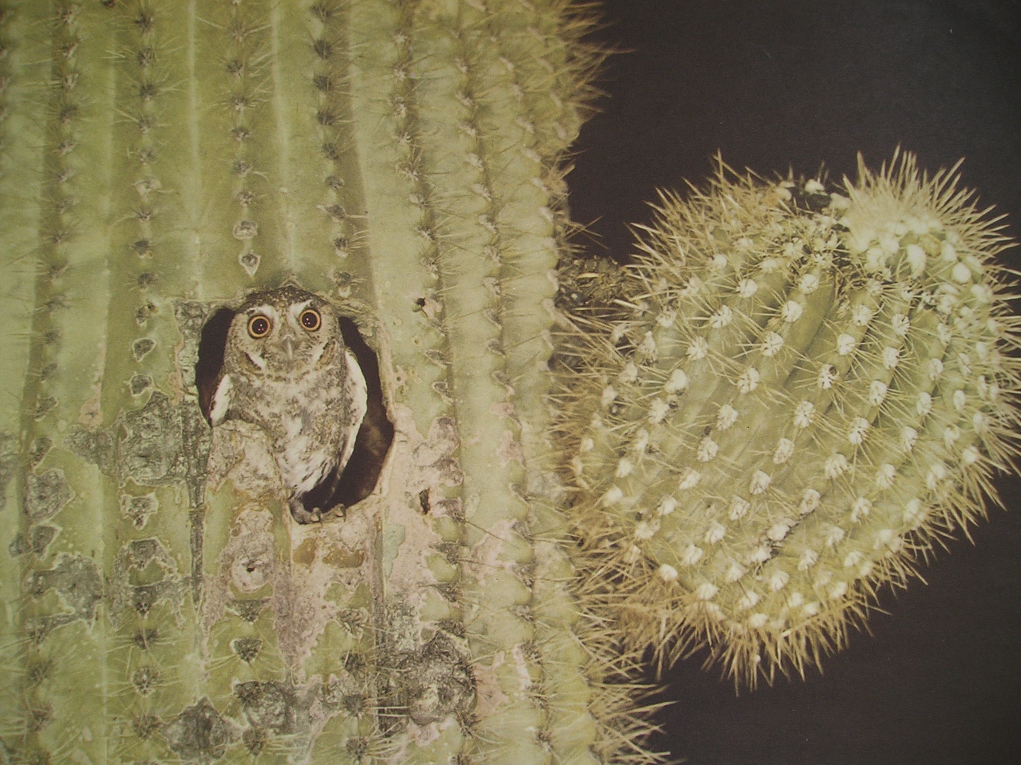 Gila woodpecker holes become homes for other birds like owls. 