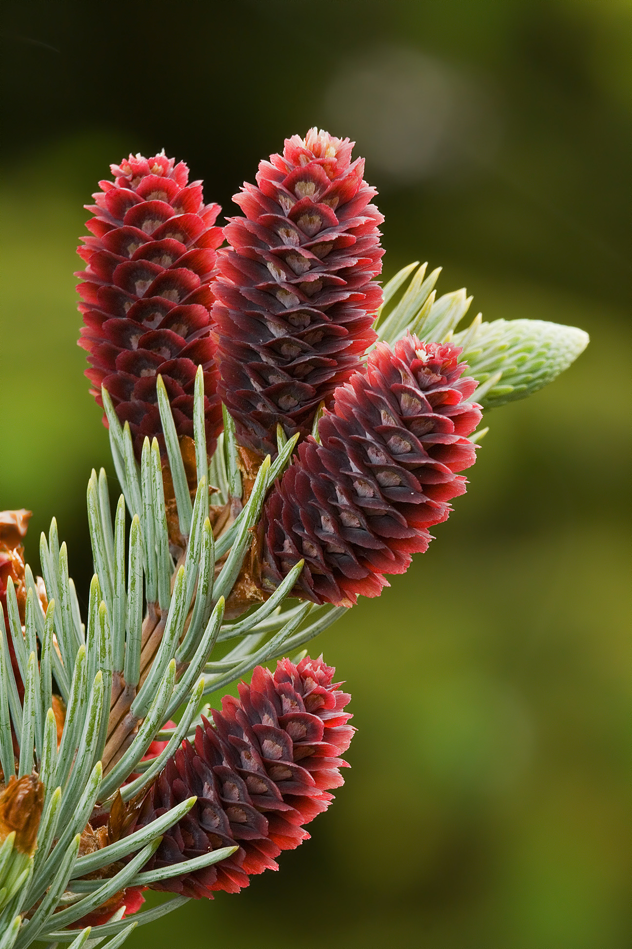 Male cones are short-lived but quite attractive.