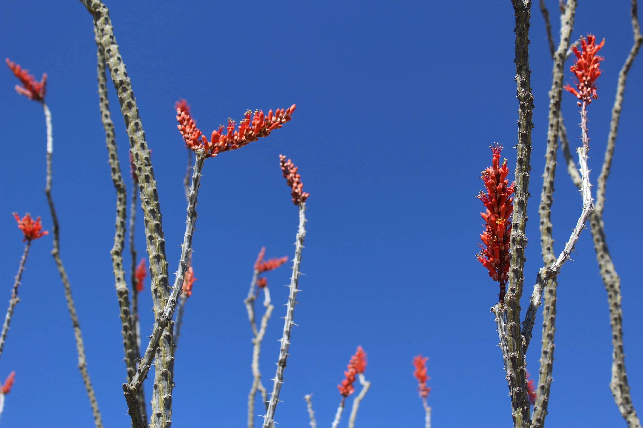 Meet the Ocotillo — In Defense of Plants