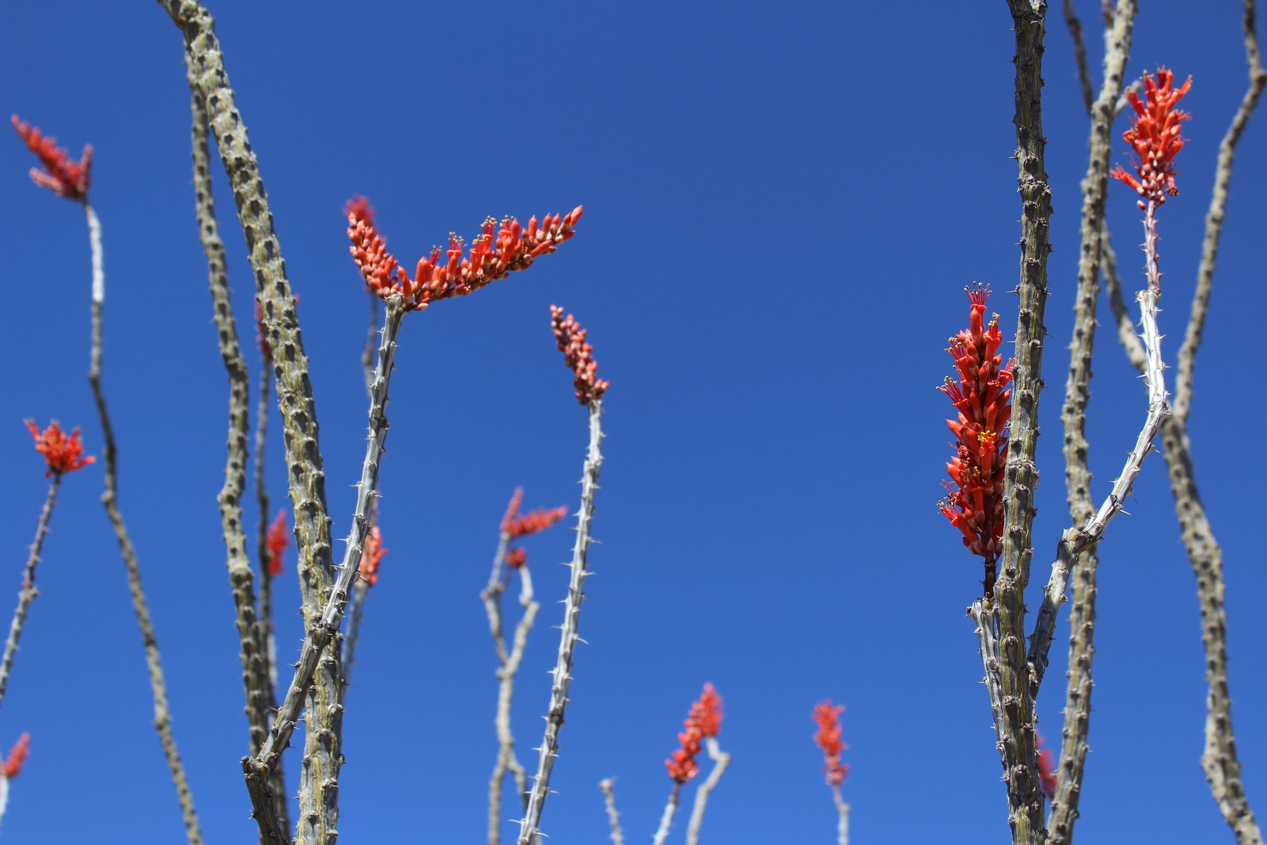 Meet the Ocotillo — In Defense of Plants