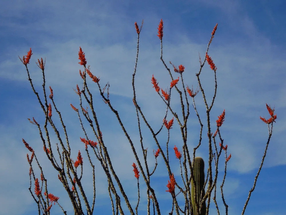 Meet the Ocotillo — In Defense of Plants