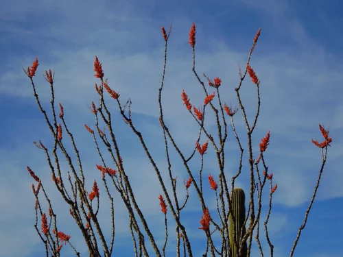 Ocotillo Fairy main image 0