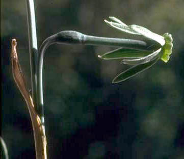 Narcissus viridiflorus - a green, fall-blooming daffodil