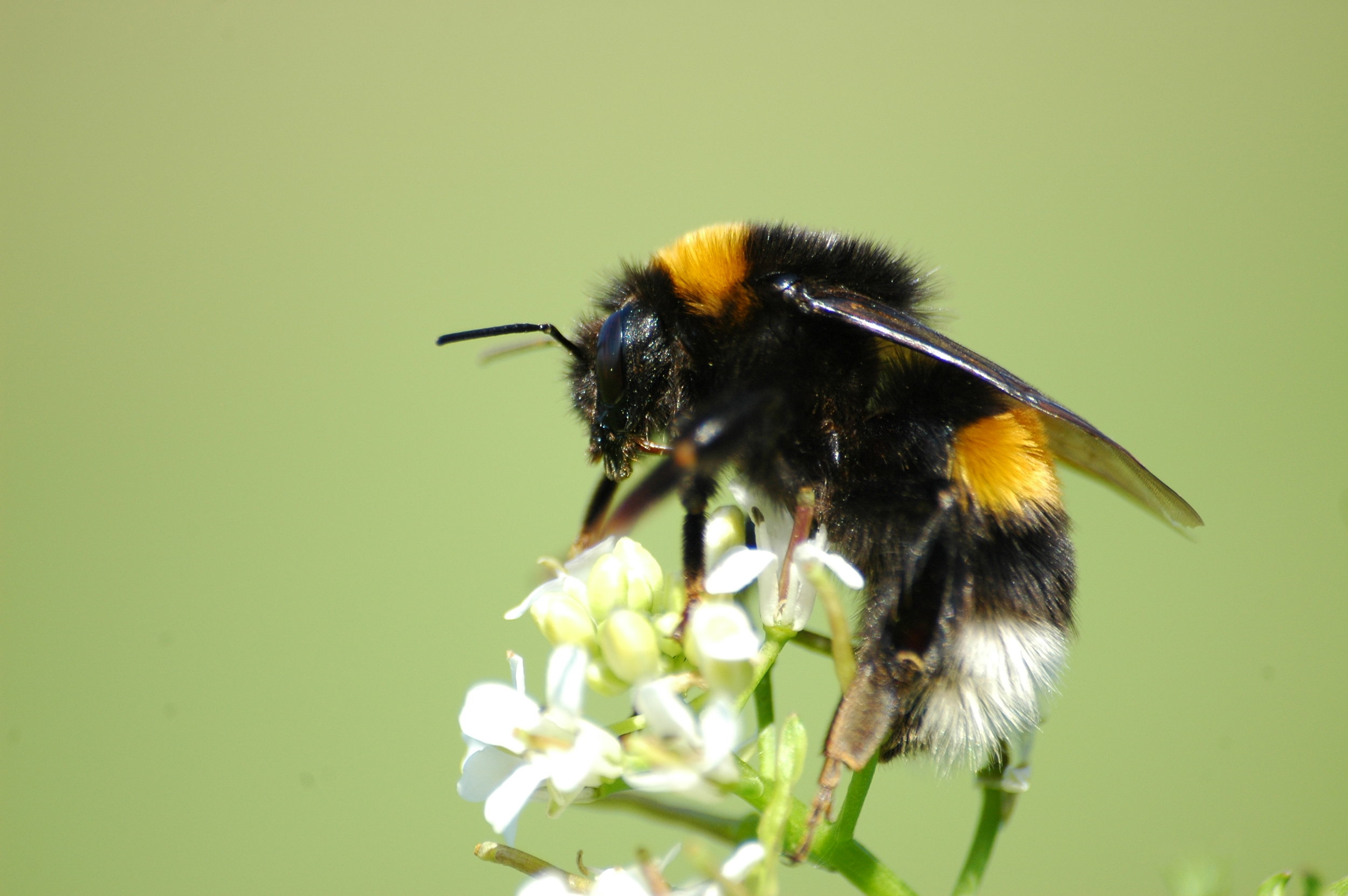 Bombus terrestris was one of the most common floral visitors of Helleborus foetidus.