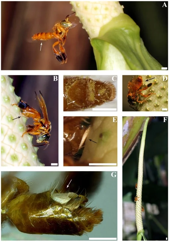 A: A male P. chocoensis bee approaching a scented spadix of an inflorescence of A. acutifolium . B: The abdominal mopping behavior of male P. chocoensis oil bees on a spadix. C: Ventral side of the abdomen of a male P.chocoensis covered with pollen. D: A male P. chocoensis bee on a spadix of an inflorescence of A. acutifolium , touching the pollen shedding anthers. E: Pubescent region pressed on the surface of A. acutifolium during the mopping behavior. F: A scented inflorescence of A. acutifolium with three male P. chocoensis individuals. G: Image of the abdomen of a male P.chocensis in lateral view showing the conspicuous pubescent region. ( SOURCE )