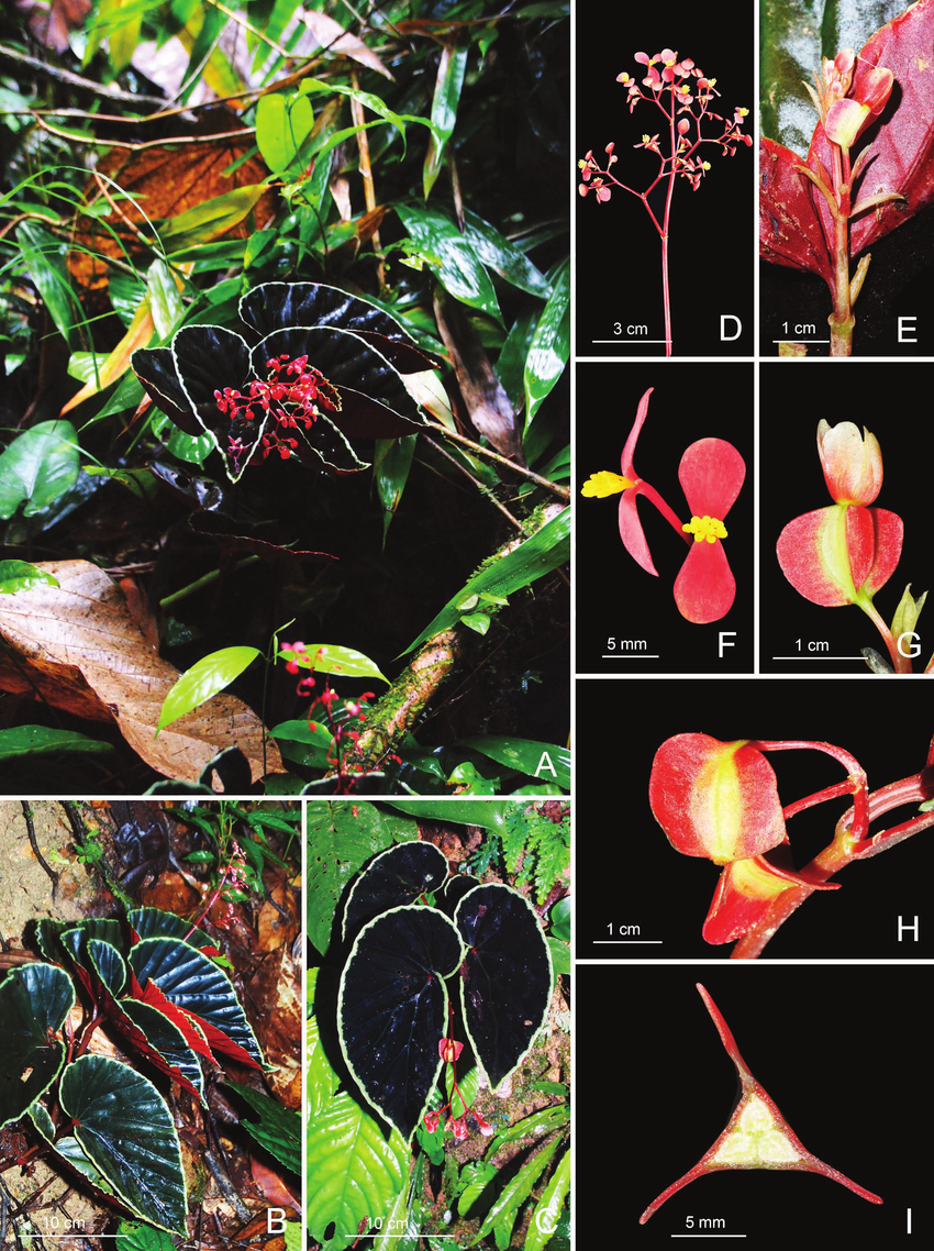 Begonia-darthvaderiana-A-Habit-and-habitat-B-Habit-showing-inward-folding-leaves-C.ppm.png