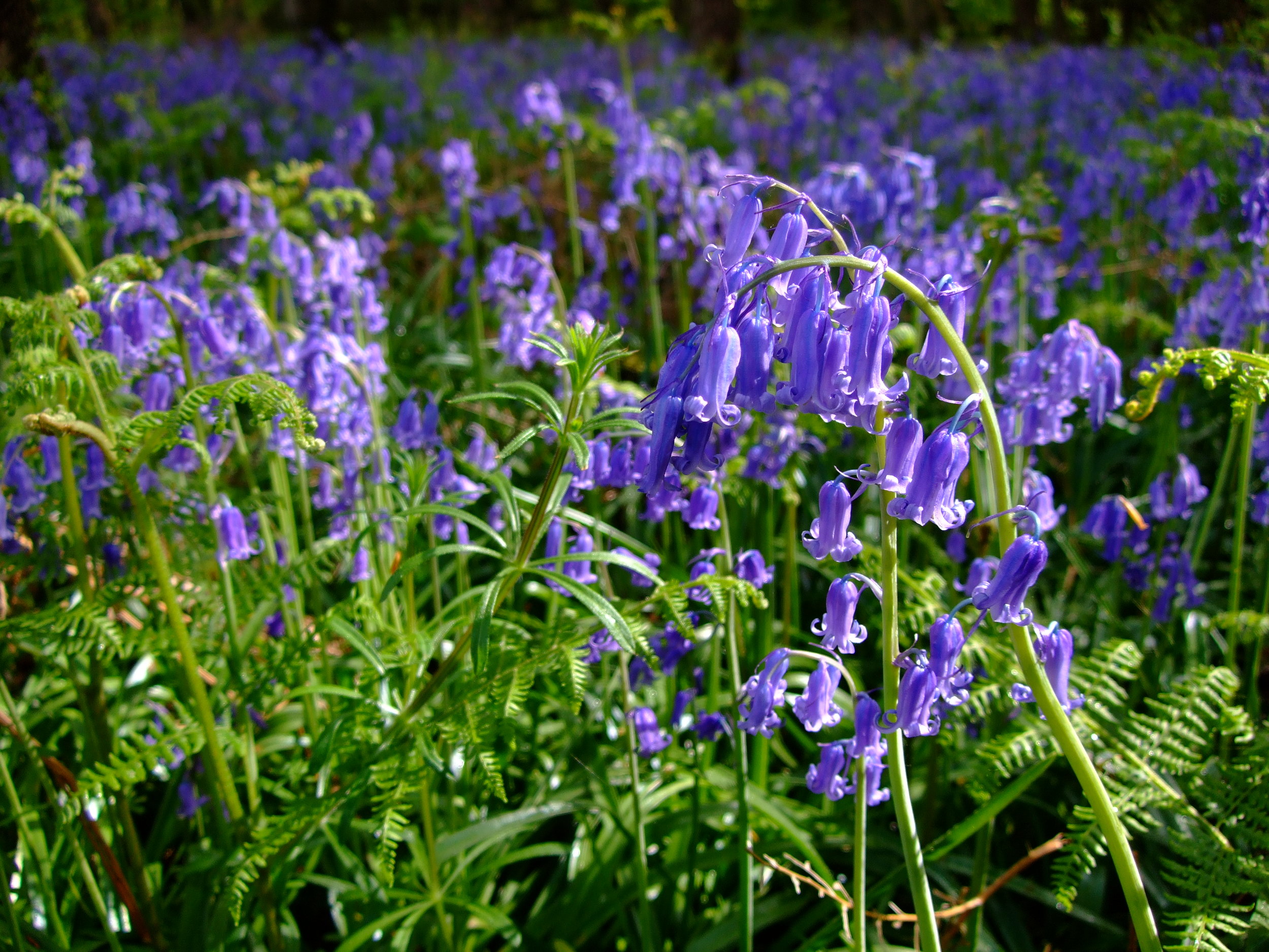 English bluebells Hyacinthoides non-scripta 2018 harvest 150 SEEDS Bluebell