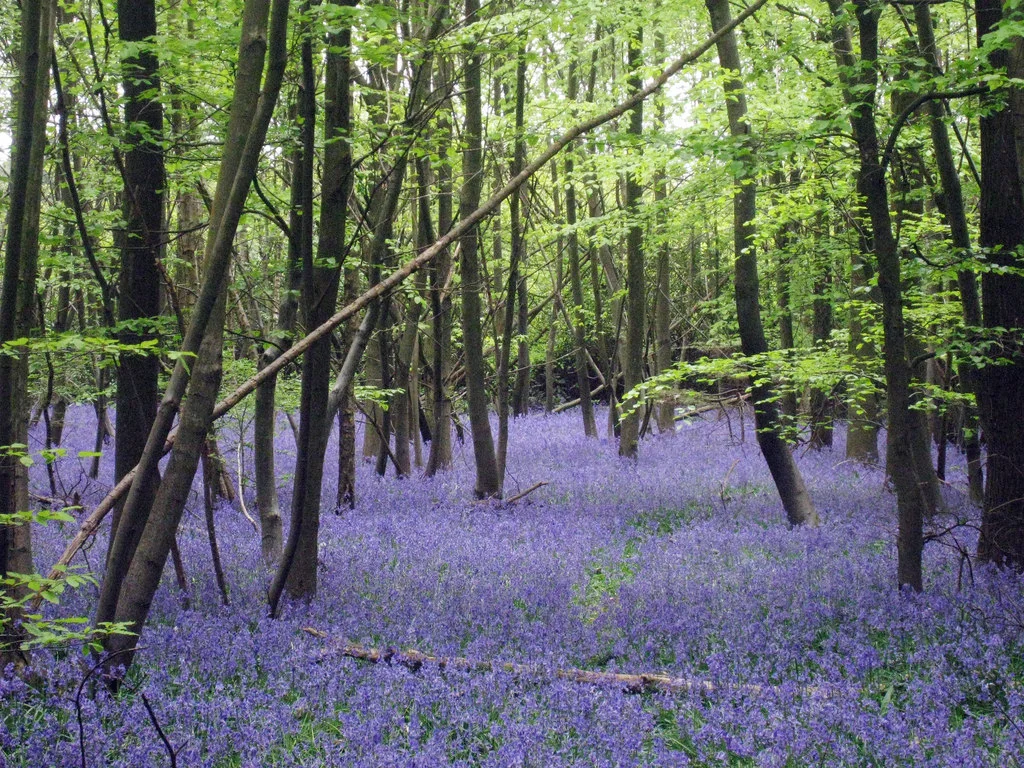 Little_Chittenden_Wood_-_geograph.org.uk_-_1861070.jpg