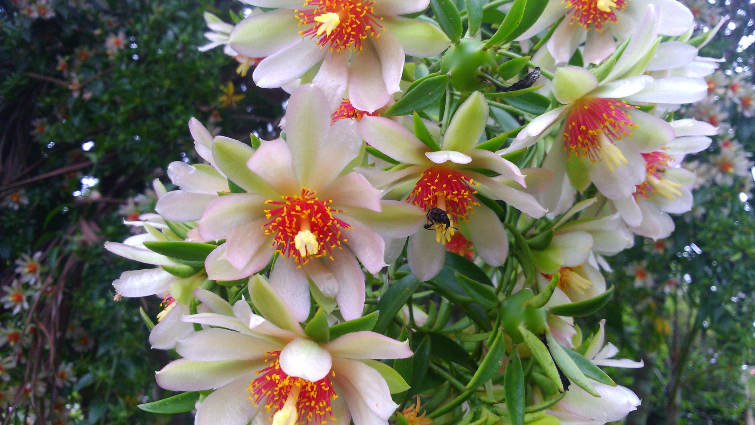 Pereskia aculeata