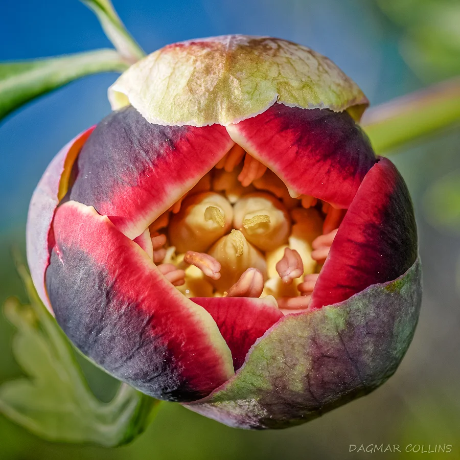 California peony ( Paeonia californica )