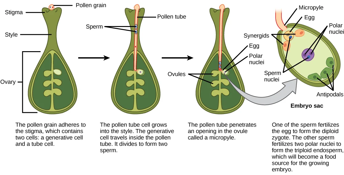 Figure_32_02_07.jpg