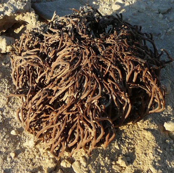 Anastatica_hierochuntica.jpg