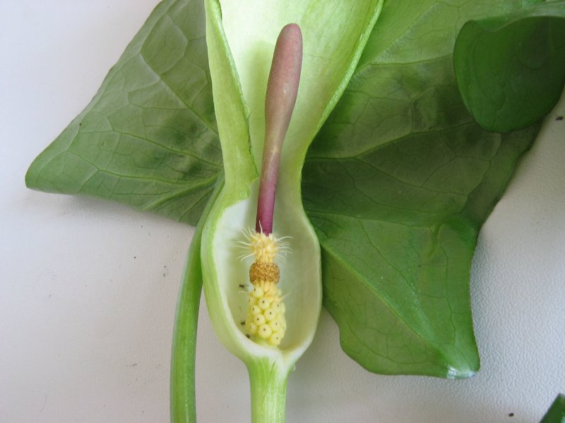Cross section of a typical aroid inflorescence with half of the protective spathe removed. The spadix is situated in the middle with a rings of protective hairs (top), male flowers (middle), and female flowers (bottom).
