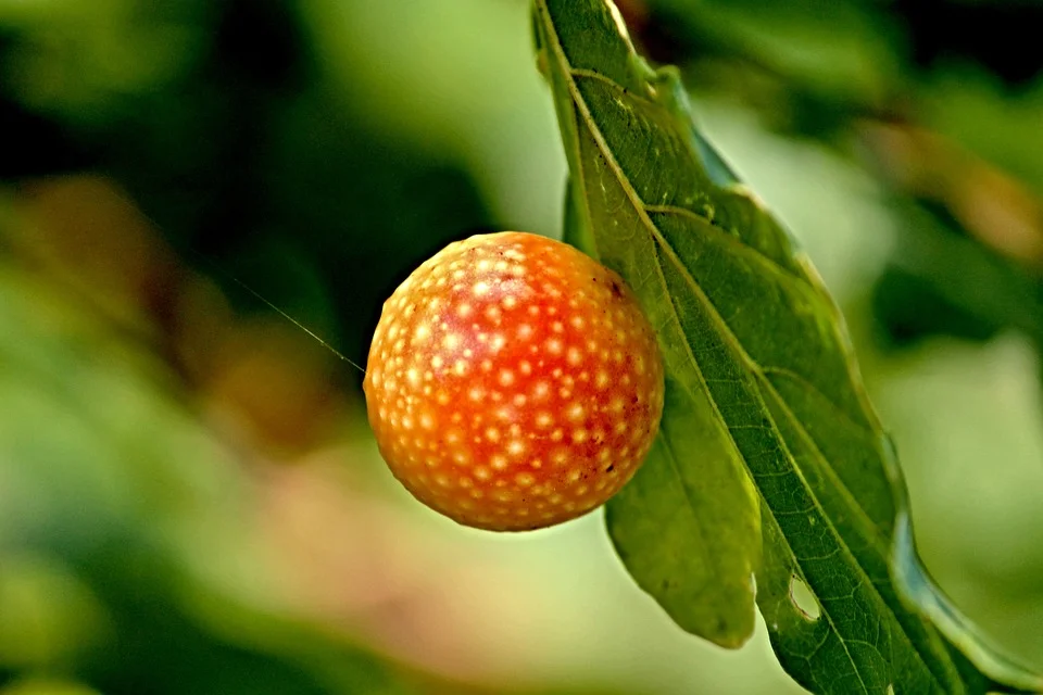 Oak apple gall (Cynipidae)