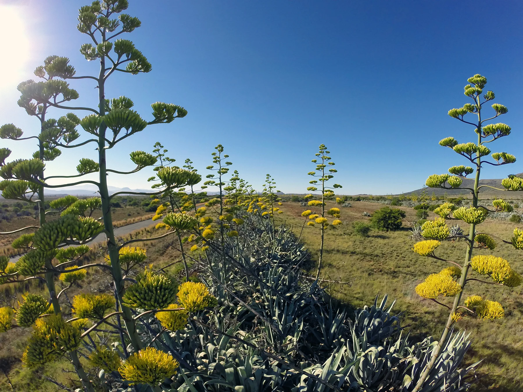 Agave americana in bloom
