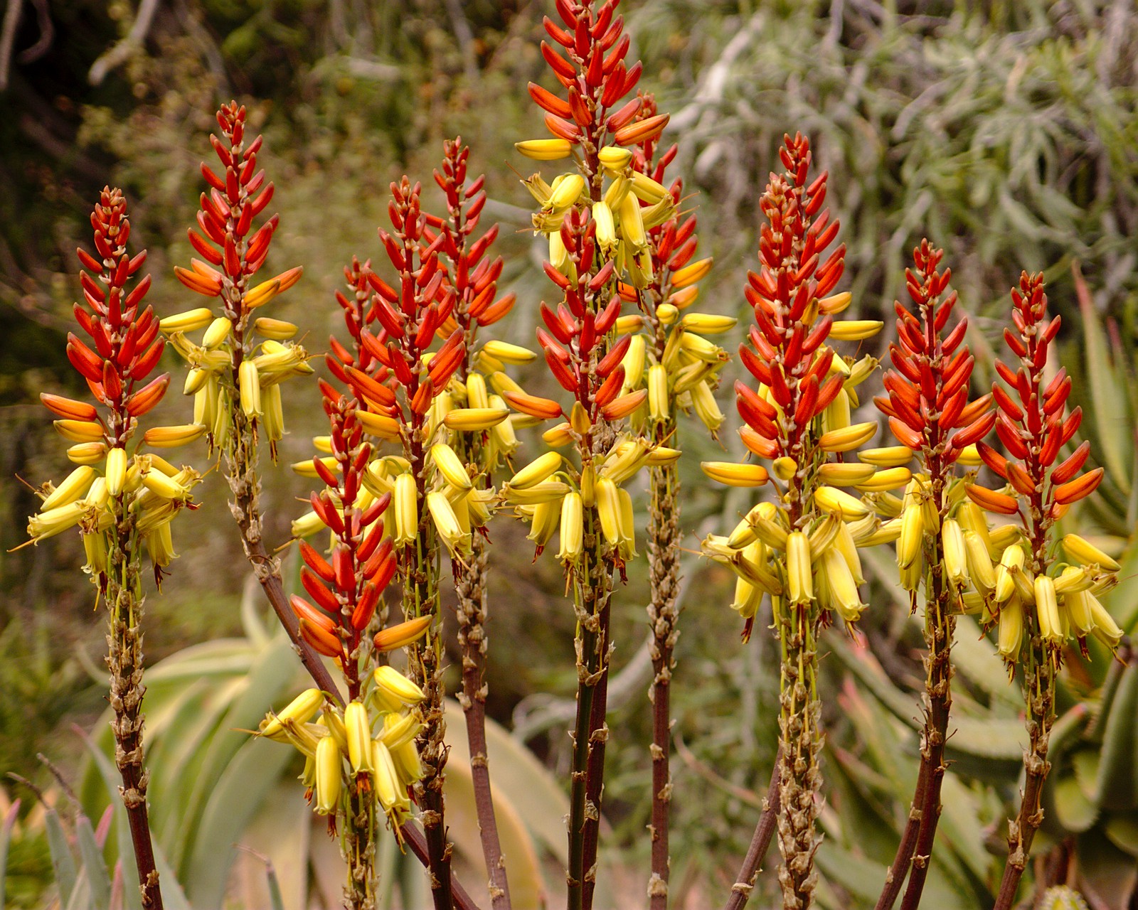 Aloe flowers