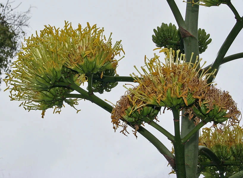 Agave flowers