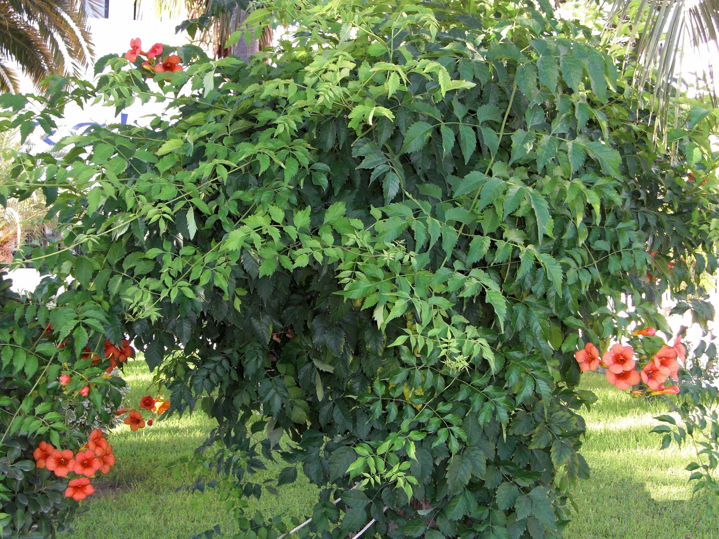 The Trumpet Creeper — In Defense of Plants