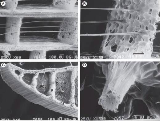 (A) Longitudinal section showing the fibre cables anchored in diaphragms composed of aerenchyma tissue. (B) Longitudinal section showing the fibre cables anchored in diaphragms composed of aerenchyma tissue. (C) Cross section. The thick ventral (v)and dorsal (d) surfaces of the leaf are separated by thick partitions (P) that run the length of the leaf. Thin diaphragms (D) connected perpendicular to the thick partitionsare traversed by very fine fibre cables (FC), which are anchored to them. This construction has often been compared to sandwich-type construction, giving a low-density structure of high stiffness and strength (Rowlatt and Morshead, 1992)