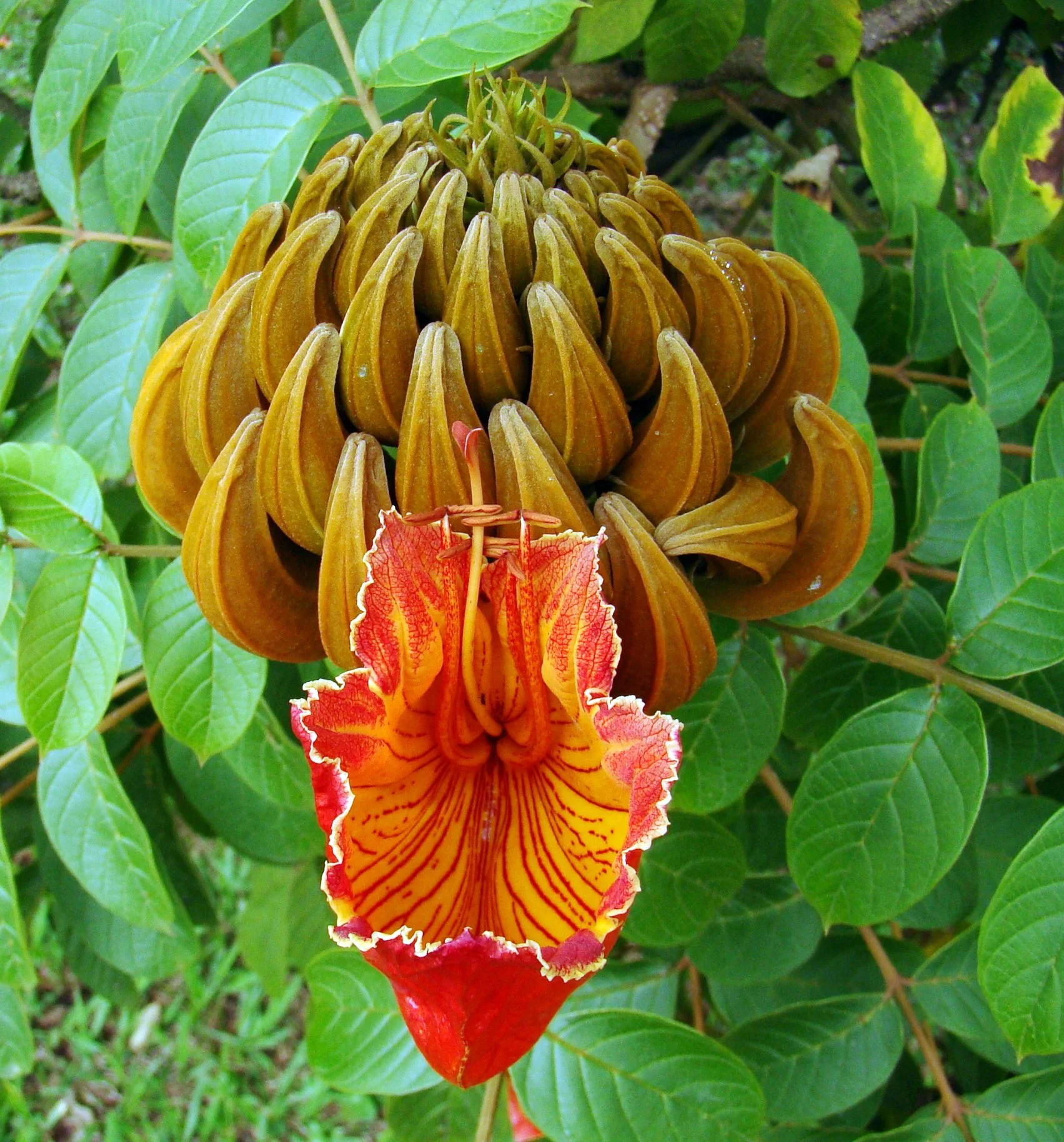 Where Spathodea campanulata is invasive, its nectar causes increased mortality in native bee hives.