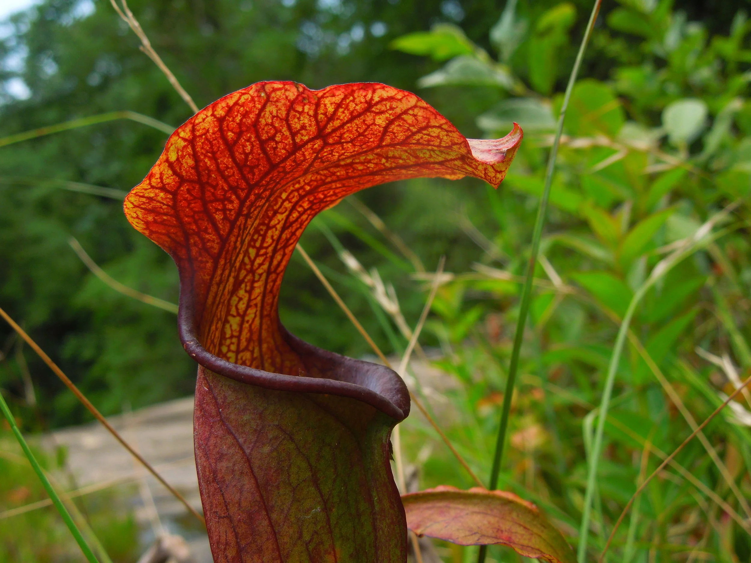 The Mountain Sweet Pitcher Plant — In Defense of Plants
