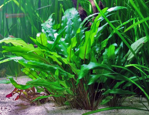 Cryptocoryne wendtii is one of the most common species in the aquarium trade. Its textured leaves are thought to have a higher surface area, allowing this plant to thrive in shaded aquatic habitats.
