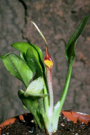 Cryptocoryne ligua