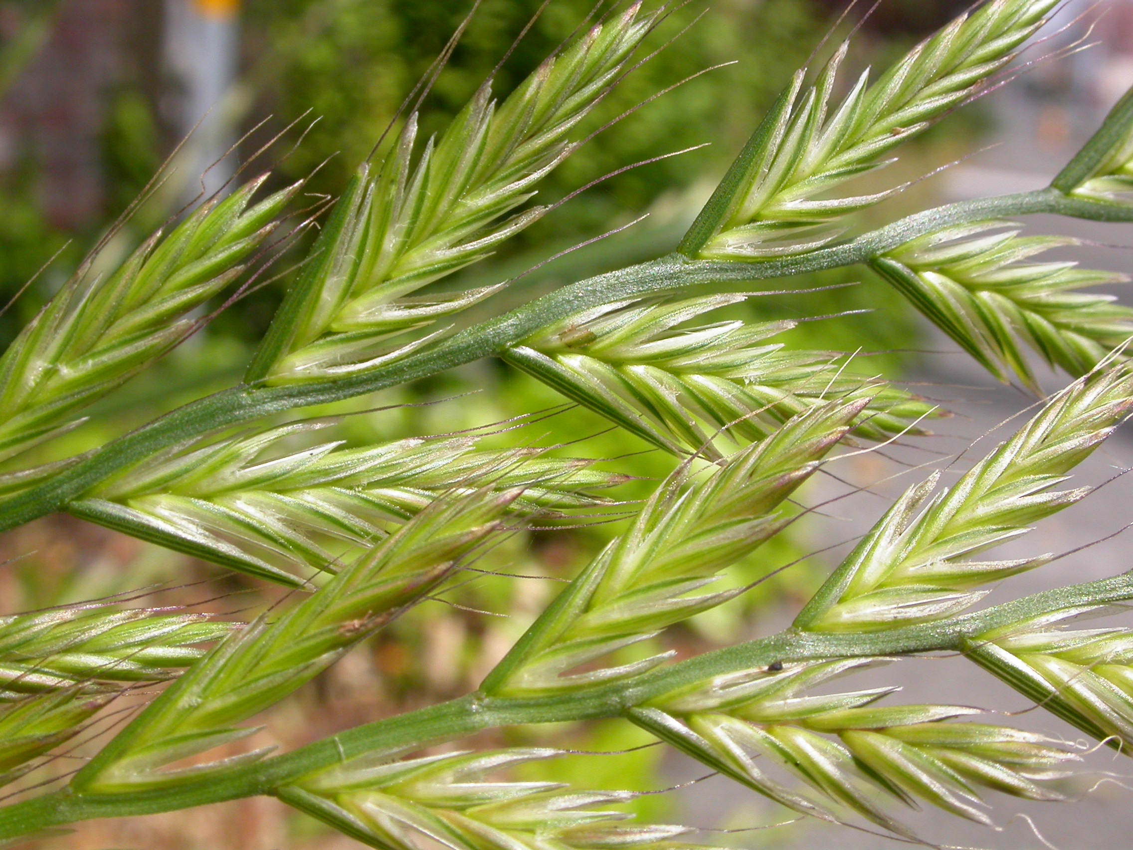 Italian ryegrass ( Lolium multiflorum ) is one of the most studied grasses that host endophytic fungi.