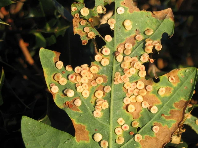 Common_spangle_galls_-_geograph.org.uk_-_568302.jpg
