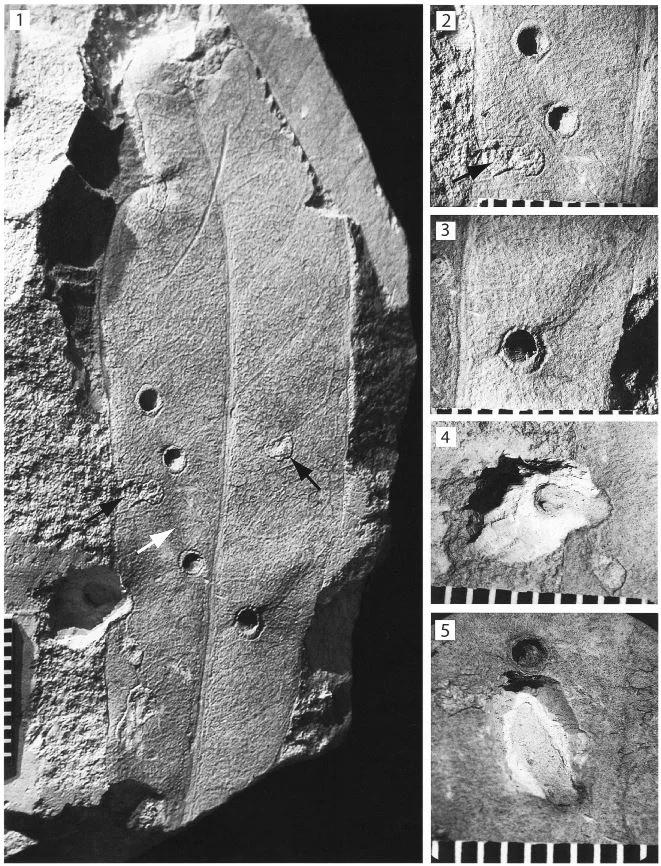 Fossils Shine Light On the History of Gall-Making Wasps — In Defense of ...
