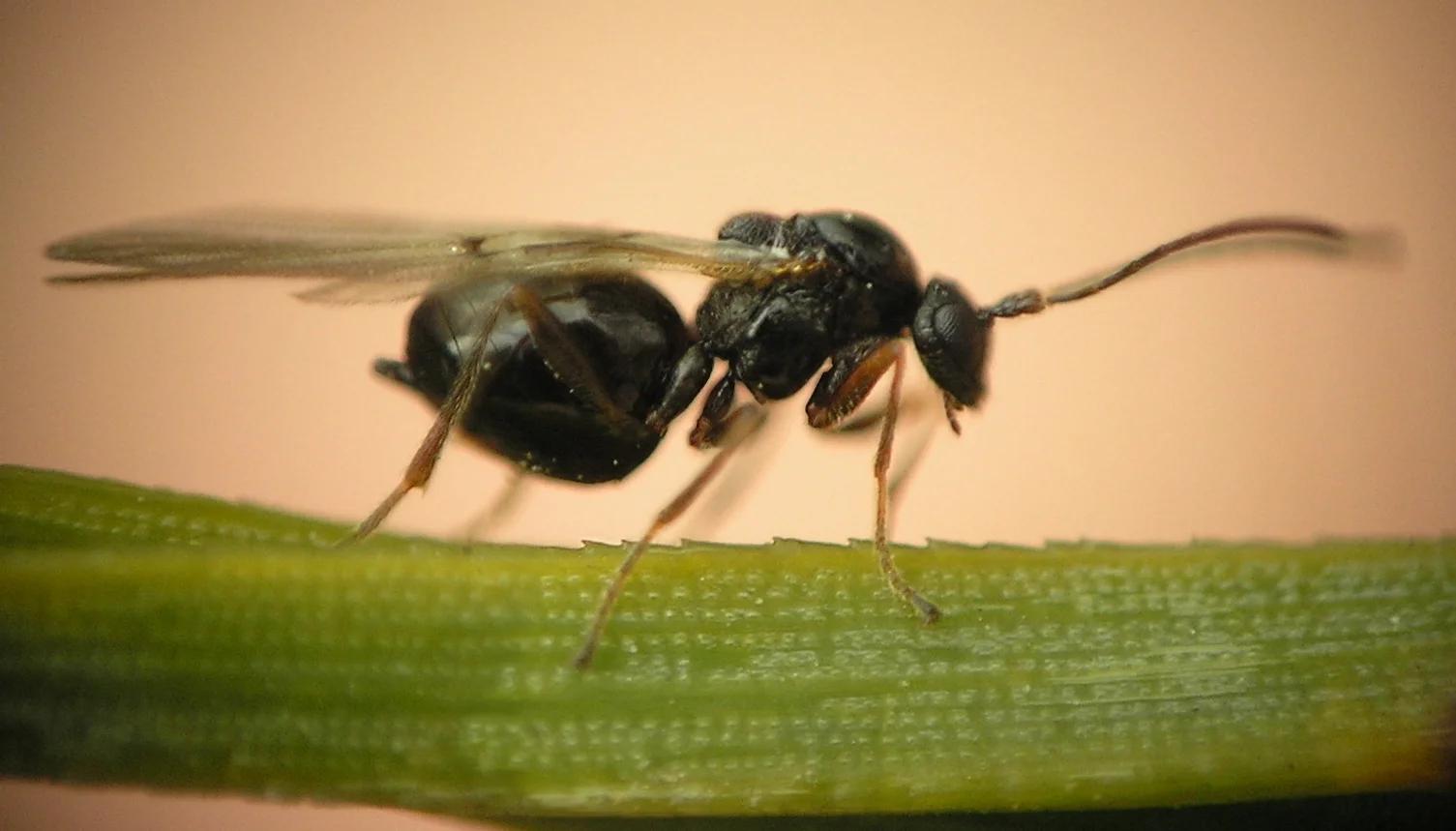 Gall Making Fossils Shine Light On the History of Gall-Making Wasps — In Defense of ...