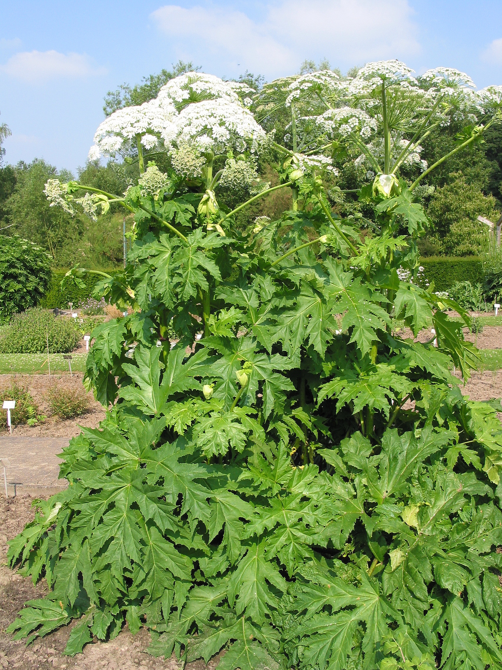 Giant Hogweed And Other Toxic Plants — In of Plants