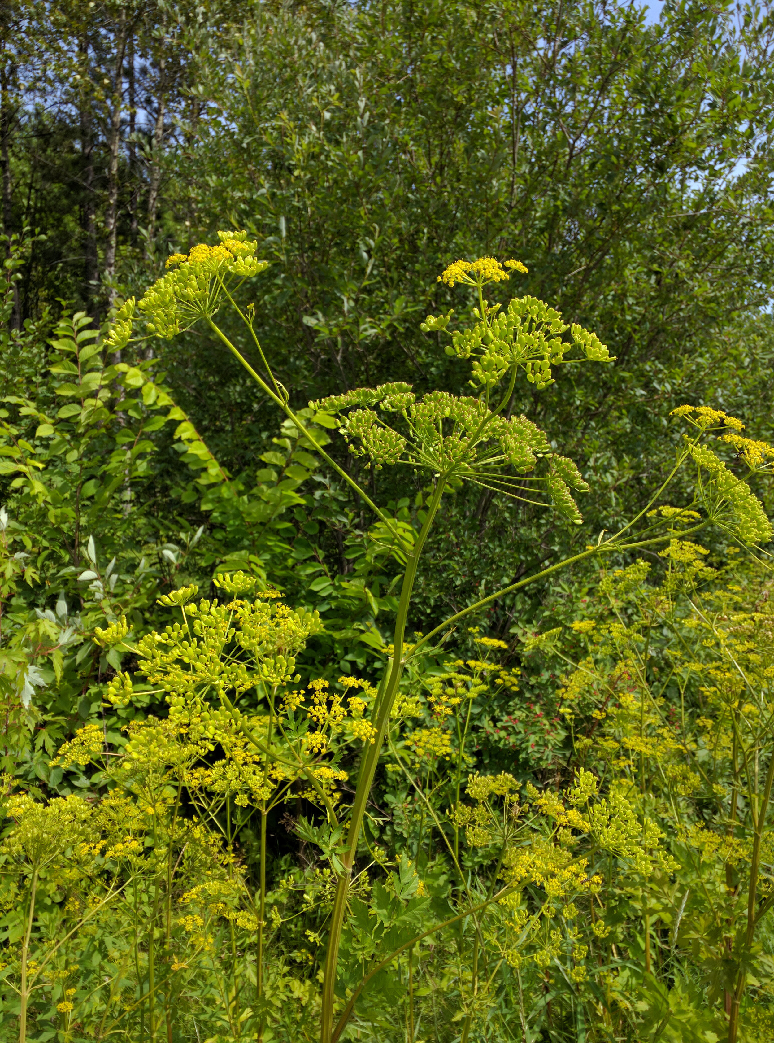 Wild parsnip ( Pastinaca sativa )