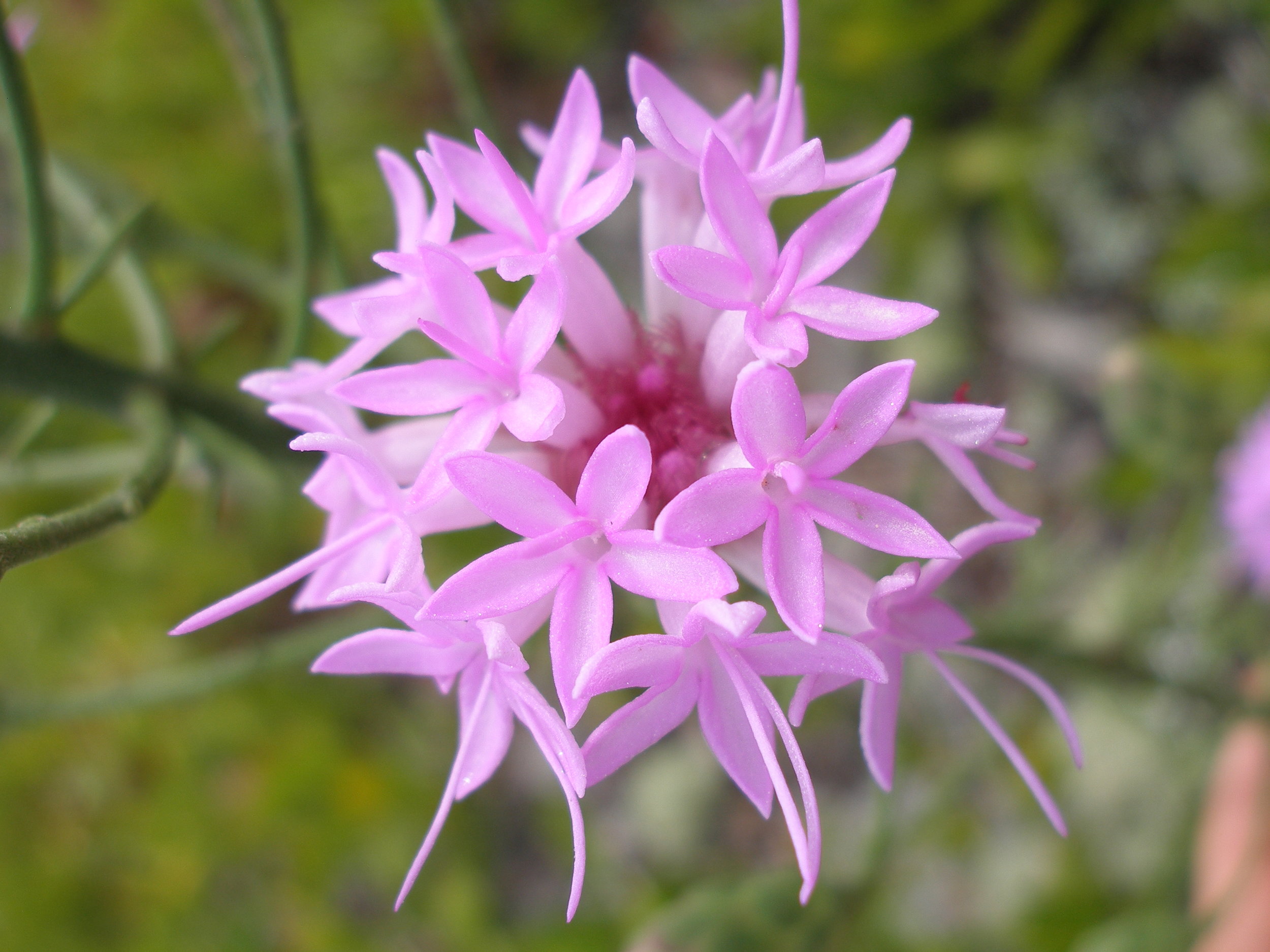 Scrub blazing star ( Liatris ohlingerae )
