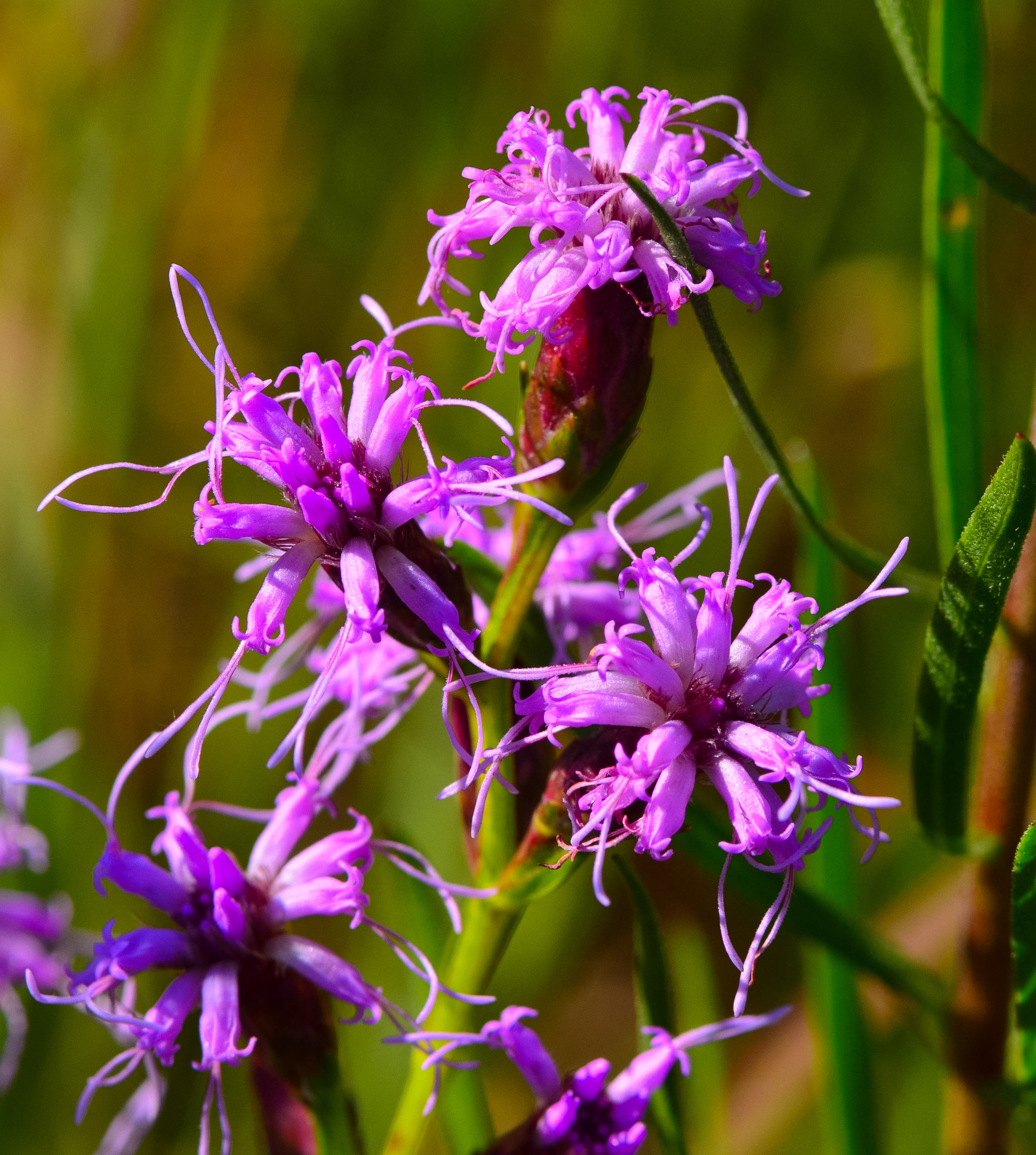 Cylindrical blazing star ( Liatris cylindracea )