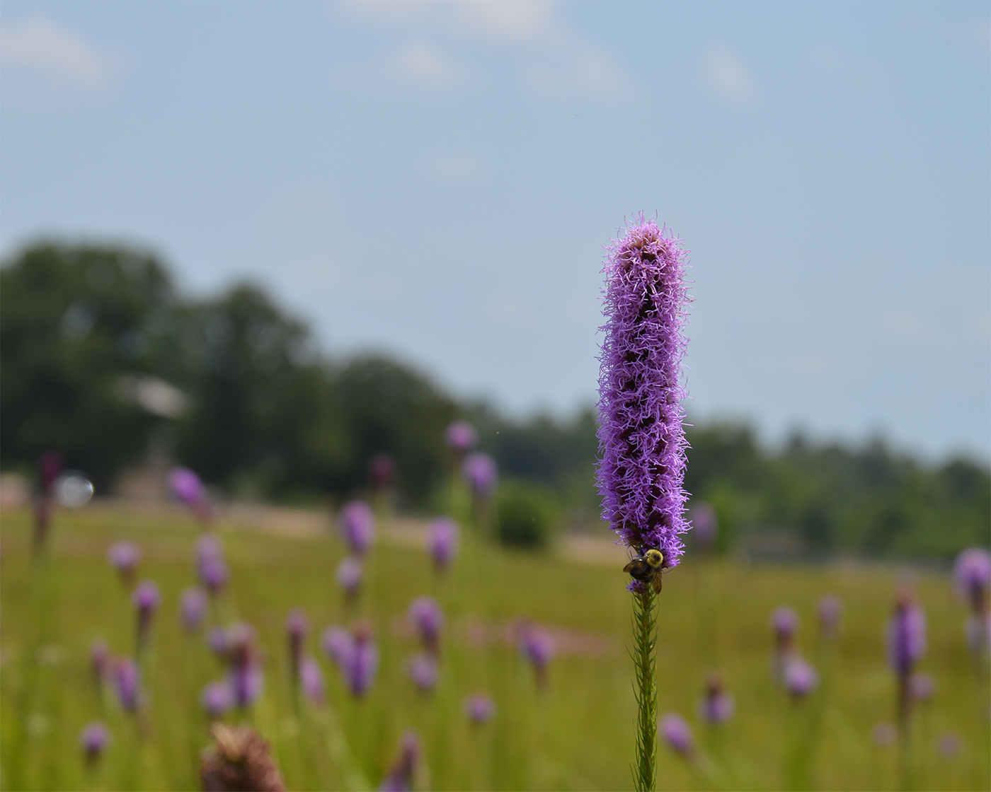 Prairie blazing star ( Liatris pycnostachya )