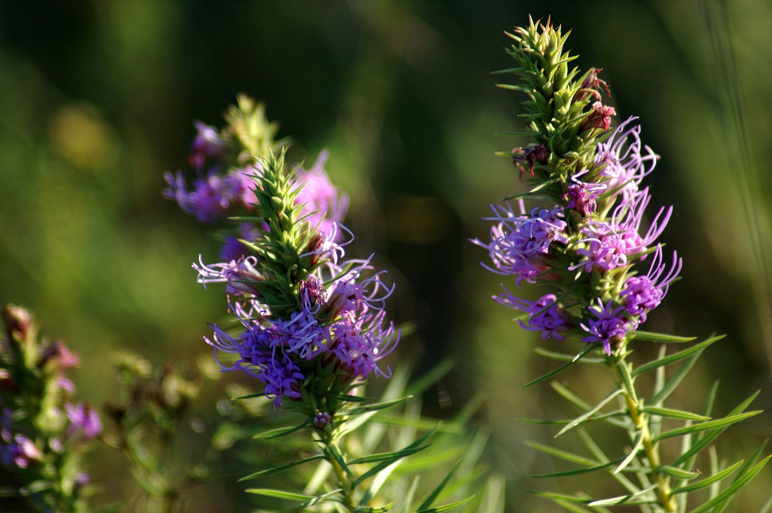 Glandular blazing star ( Liatris glandulosa )