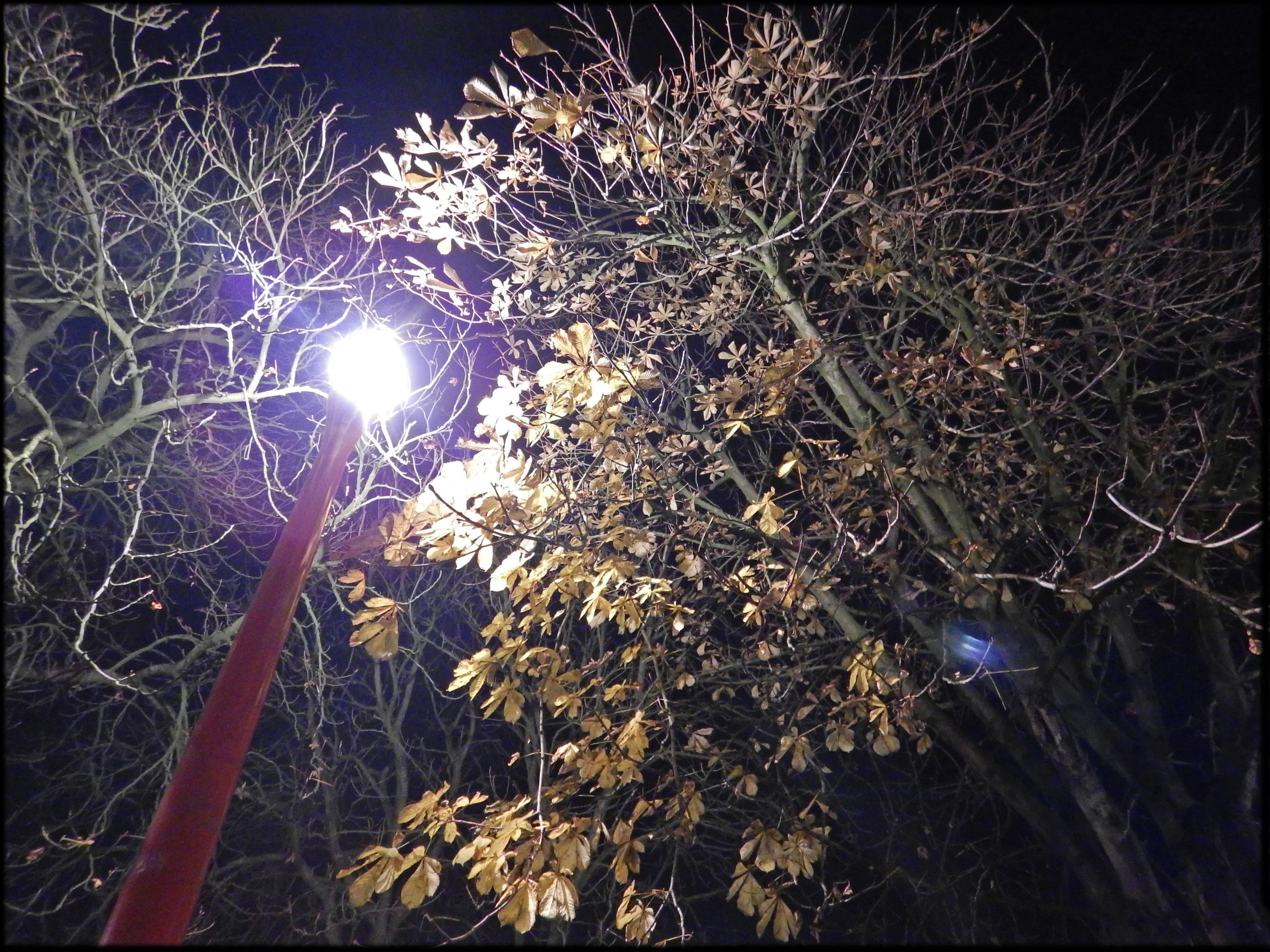 Effet_de_la_pollution_lumineuse_sur_l'arbre_urbain_Effect_of_light_pollution_on_urban_trees_and_dead_leaves_04.jpg