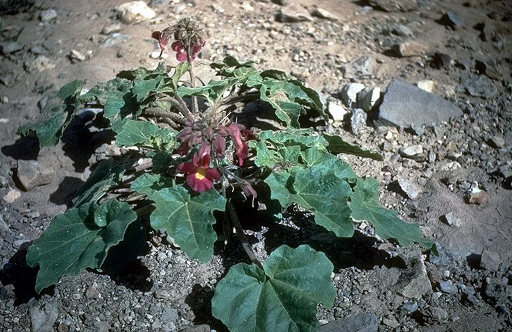 Proboscidea althaeifolia