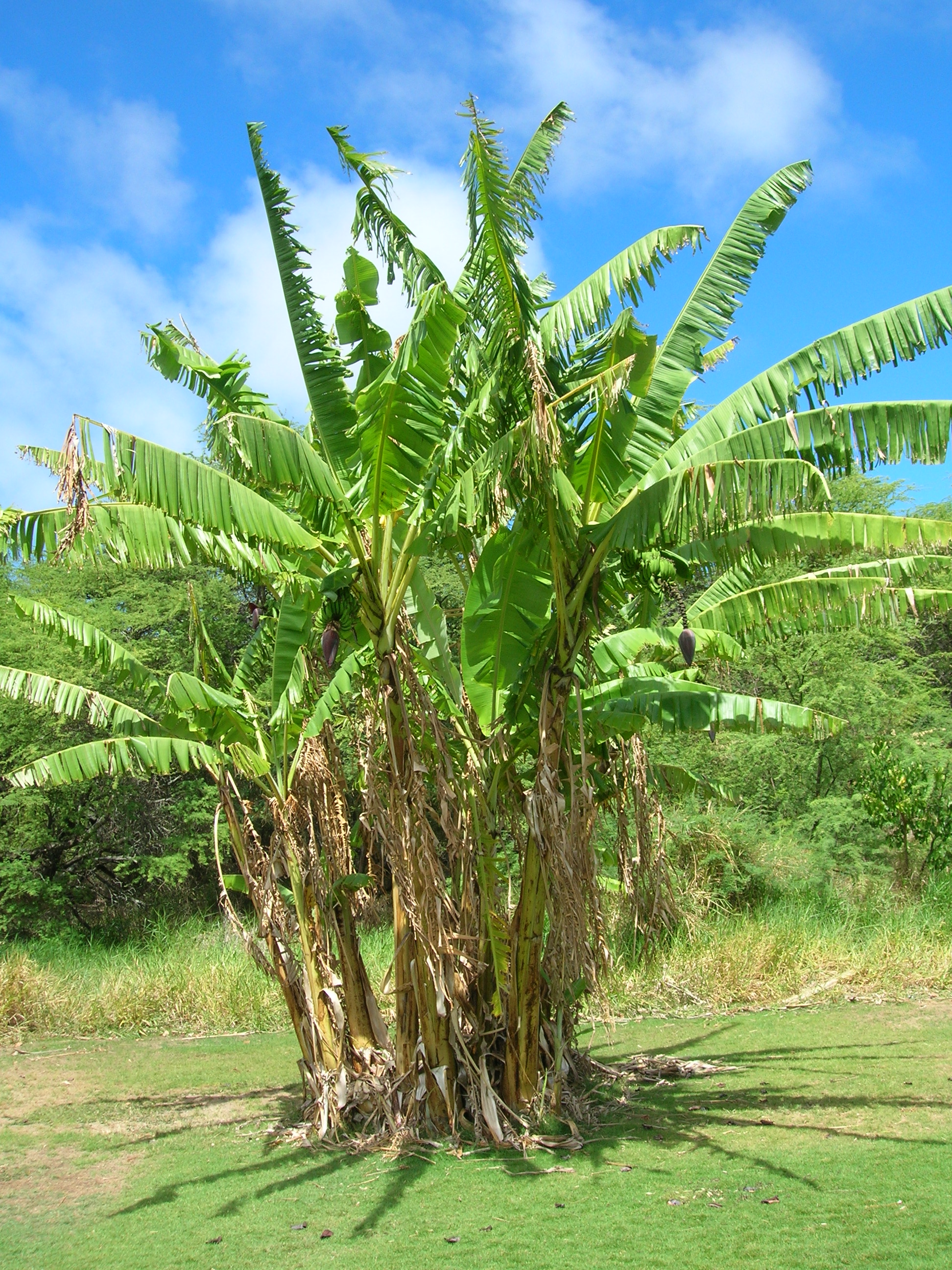 Starr_050826-4195_Musa_sp..jpg