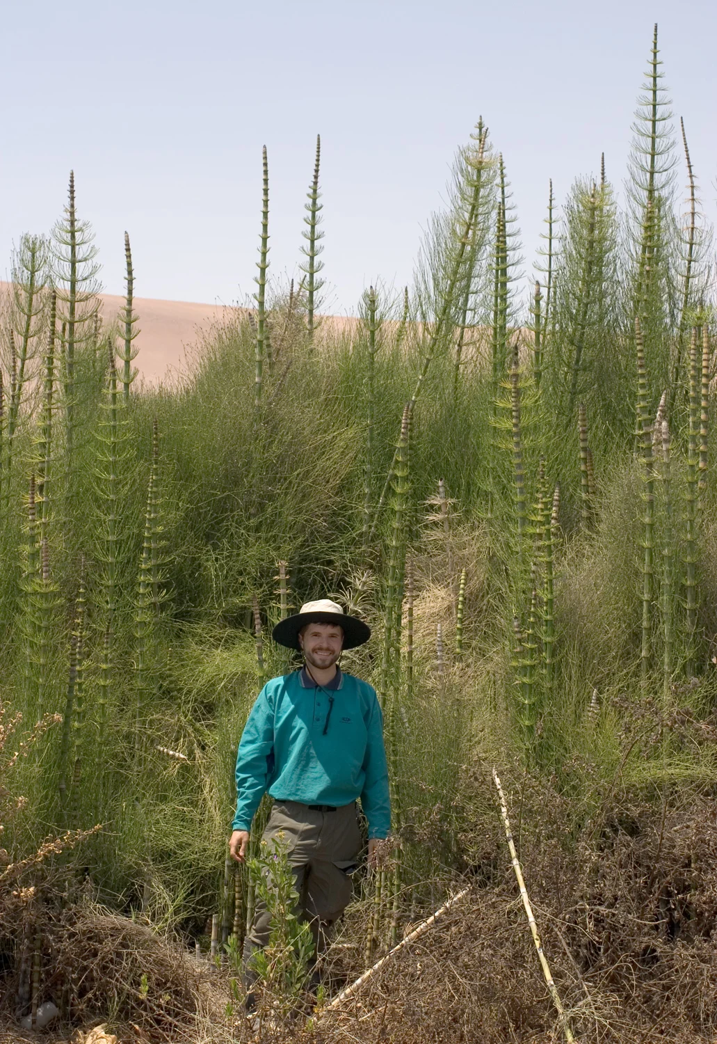 Equisetum giganteum (Chad Husby for scale.)