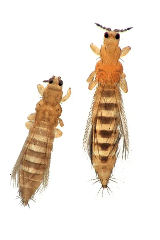 Thrips up close.