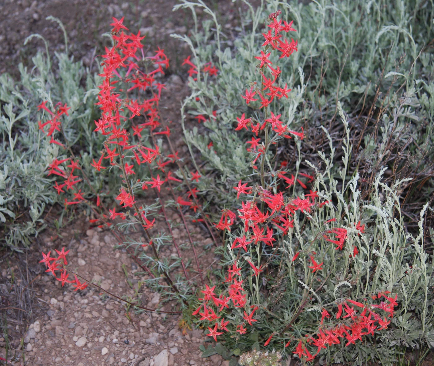 Scarlet gilia ( Ipomopsis aggregata )