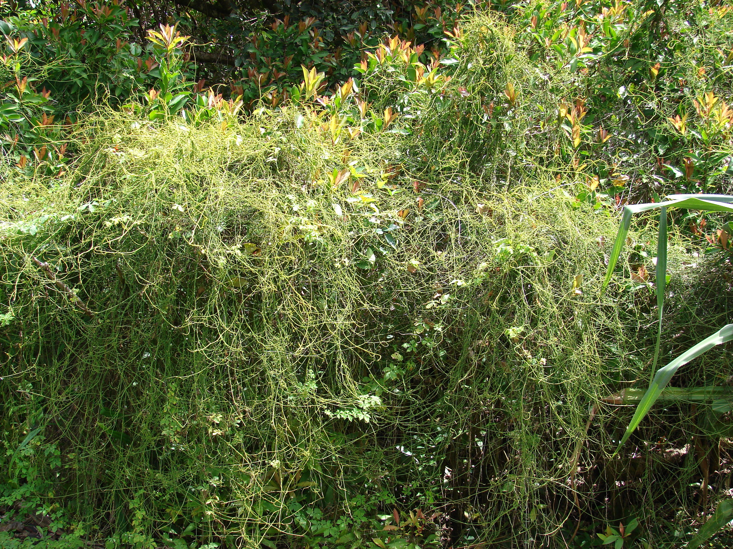 Love vine draping a host plant. 