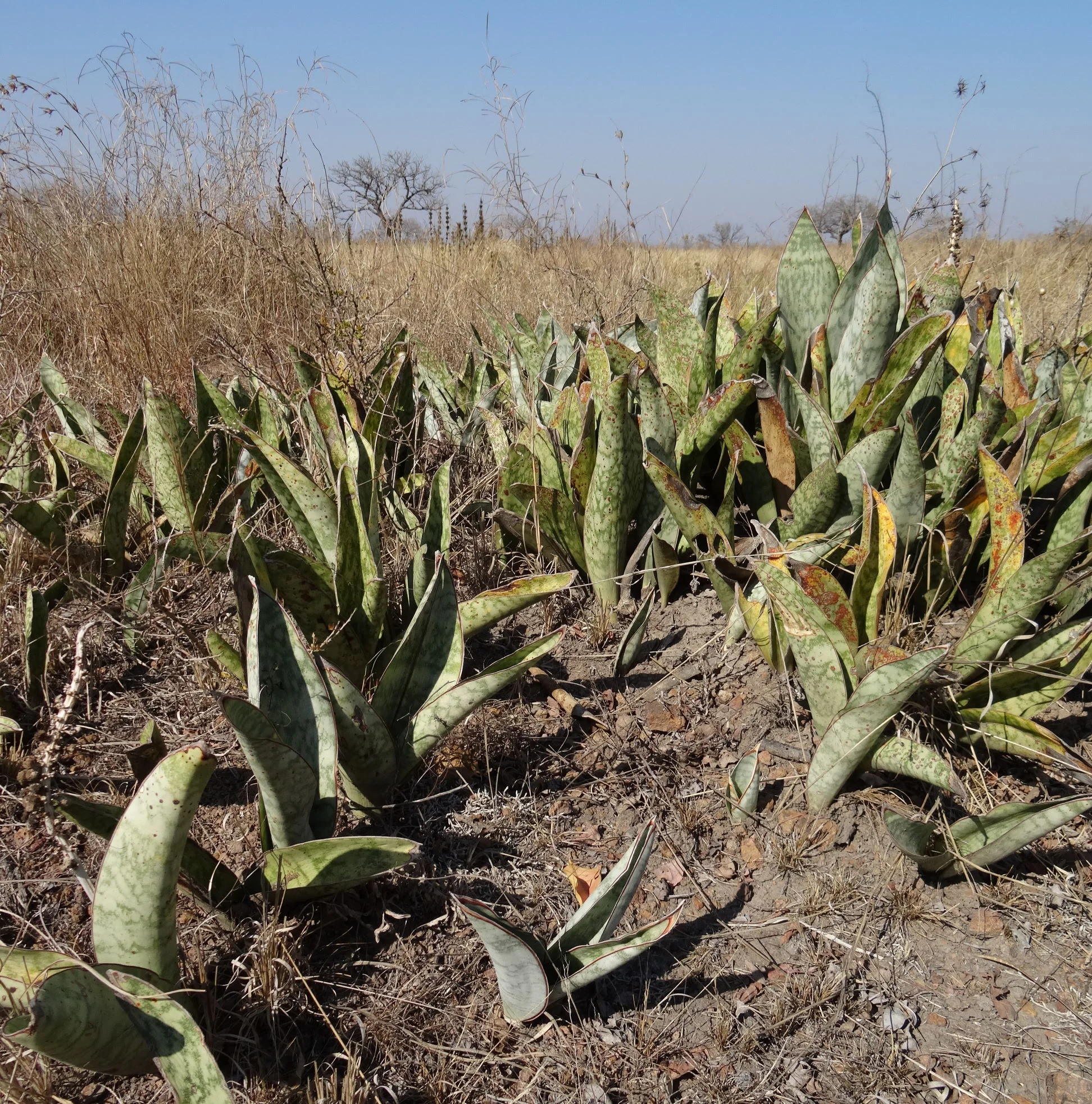 Sansevieria grandis in situ .