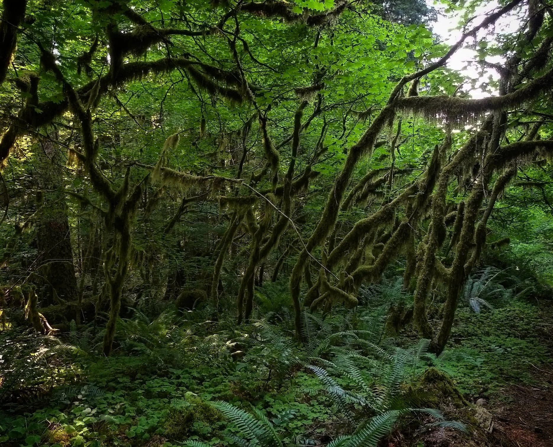 A subcanopy of vine maple ( Acer circinatum ) draped in epiphytes.